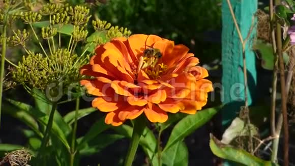 绿叶间鲜艳的橙花上面有蜜蜂视频的预览图