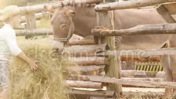 阳光明媚的夏村镜头男孩给驴子带来一堆干草视频的预览图