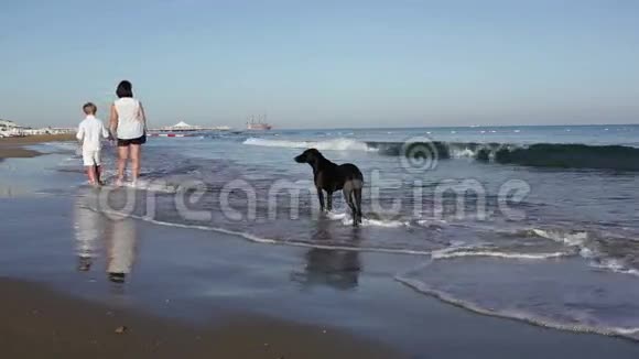 母亲和儿子带着一只巨大的黑狗沿着海岸线散步视频的预览图