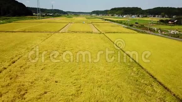 水稻收获的空中跟踪拍摄视频的预览图