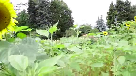 照相机飞过花园里的向日葵视频的预览图