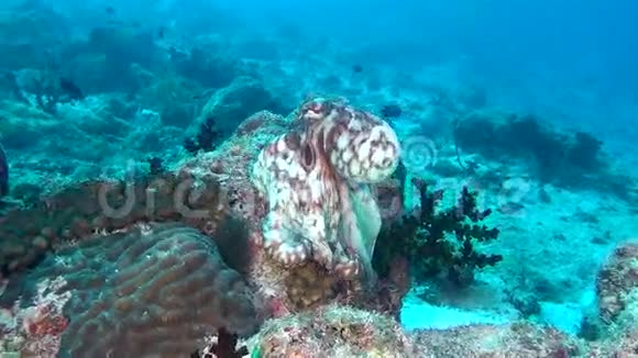 马尔代夫海底清澈海底背景下的八爪鱼卷鱼视频的预览图