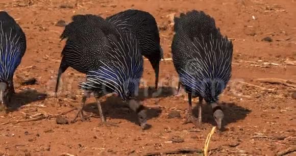 兀鹫兀鹫兀鹫肯尼亚桑布鲁公园视频的预览图