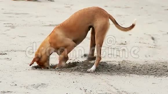 狗挖沙子视频的预览图