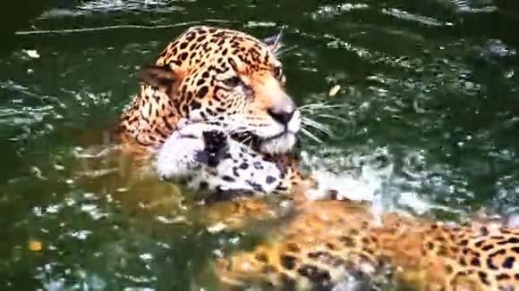 两只美洲虎在池塘里玩耍的慢动作视频的预览图