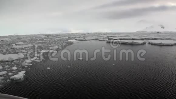 南极海洋浮冰雪上的海豹视频的预览图