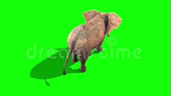 大象运行静态从上面的绿色屏幕3D渲染动画视频的预览图