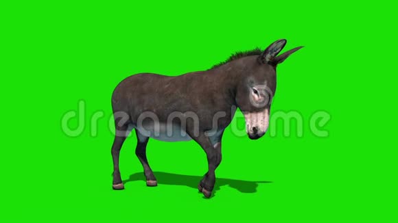 驴动物睡眠绿色屏幕前循环3D渲染动画视频的预览图