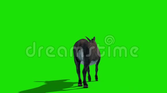 驴子动物踢绿色屏幕后循环3D渲染动画视频的预览图