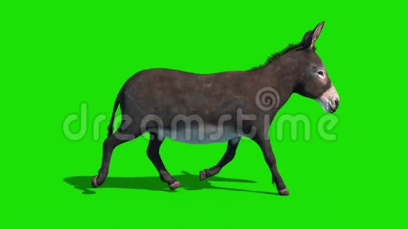 驴子动物旋转循环绿色屏幕侧循环3D渲染动画视频的预览图