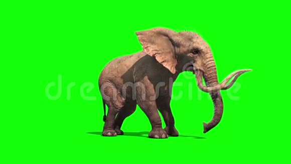 大象滴绿色屏幕3D渲染动画视频的预览图