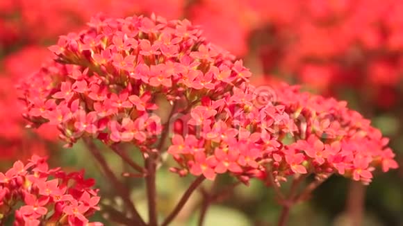 卡兰乔红色观赏花园花卉高清视频的预览图