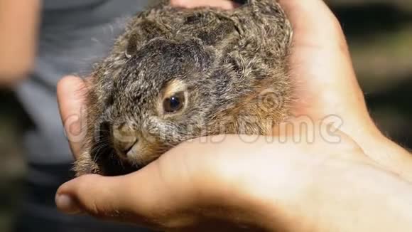 男人抱着一只小野毛小兔子掌中的小兔子慢动作视频的预览图