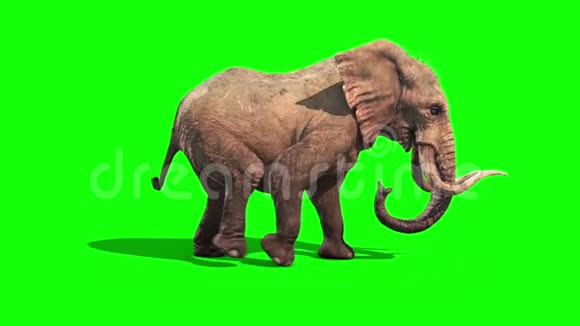 大象行走静态侧绿屏3D渲染动画视频的预览图