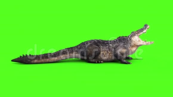 鳄鱼爬行动物攻击侧环绿色屏幕视频的预览图