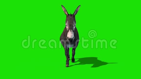 驴子动物行走周期绿色屏幕前循环3D渲染动画视频的预览图
