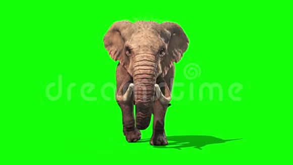 大象行走静态正面绿幕3D渲染动画视频的预览图