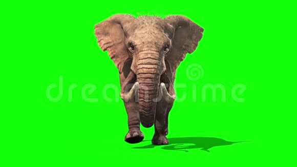 大象运行静态正面绿色屏幕三维渲染动画视频的预览图