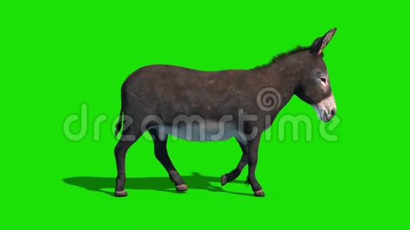 驴子动物行走周期绿色屏幕侧循环3D渲染动画视频的预览图
