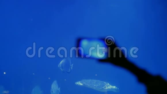 埃及胡尔加达水族馆迷人的水下世界和现代技术视频的预览图