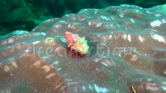马尔代夫水下海底隐士巨蟹座视频的预览图
