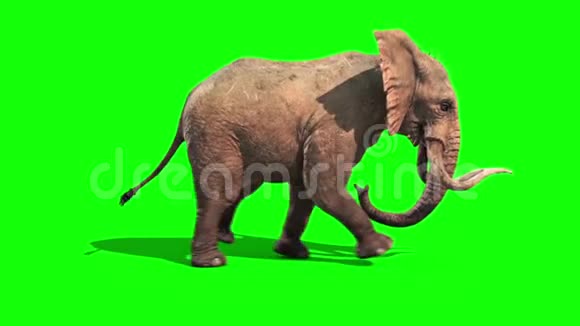 大象运行静态侧绿屏3D渲染动画视频的预览图