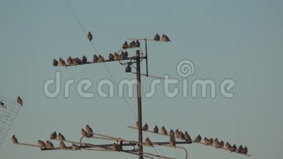 很多鸟坐在电线上视频的预览图