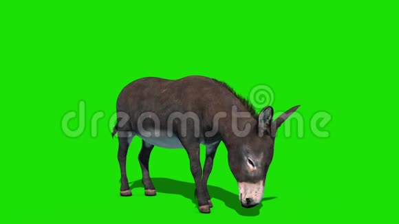 驴子吃绿屏前循环3D渲染动画视频的预览图
