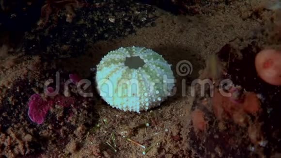 海胆在海底海底的骨骼视频的预览图