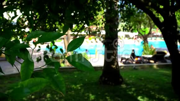 泳池里的度假者从热带树木的树荫下看视频的预览图