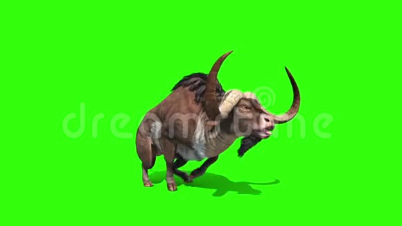 布法罗运行循环动物角绿色屏幕三维渲染动画视频的预览图