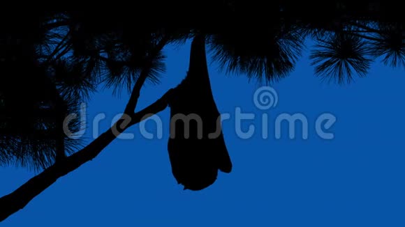 蓝天上的蝙蝠挂线分公司视频的预览图