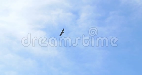 雄鹰上空多云蓝天背景视频的预览图