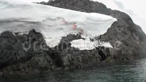 南极洲海洋雪岸上的血视频的预览图
