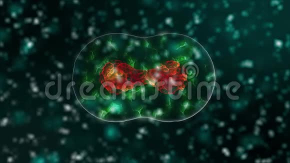 有红细胞核的干细胞在绿色抽象背景上分裂在两个细胞上显微镜下细胞分裂视频的预览图