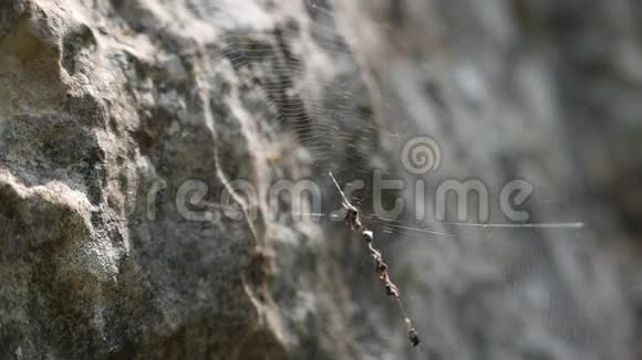 石头之间的蜘蛛网视频的预览图