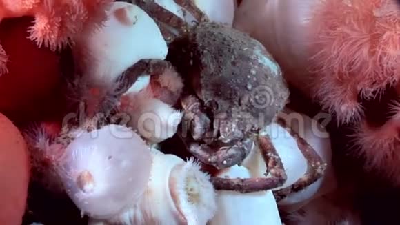在白海海底寻找食物的蟹黄和铱视频的预览图