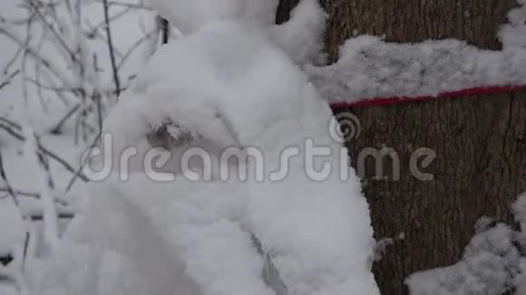 春天和降雪时用的枫树液的雪塑袋视频的预览图