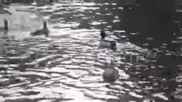 许多可爱的冬鸭在池塘里游泳视频的预览图