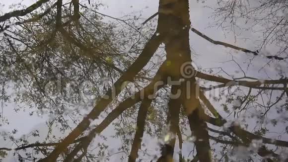 水中树木的倒影在静态摄像机的弹簧中拍摄背景视频的预览图