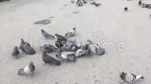 一群饥饿的鸽子在地上奔跑吃面包和种子视频的预览图