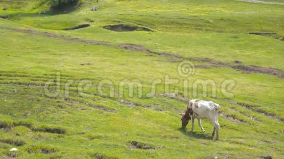家养牲畜公牛在阳光草地上放牧一群牛用三叶草在绿色的田野上放牧视频的预览图