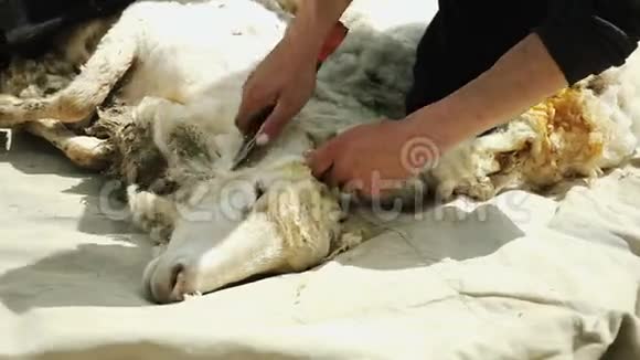 人类正在割羊抽取羊毛为了纺车视频的预览图