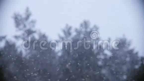 在摇曳的松树的背景下下雪视频的预览图