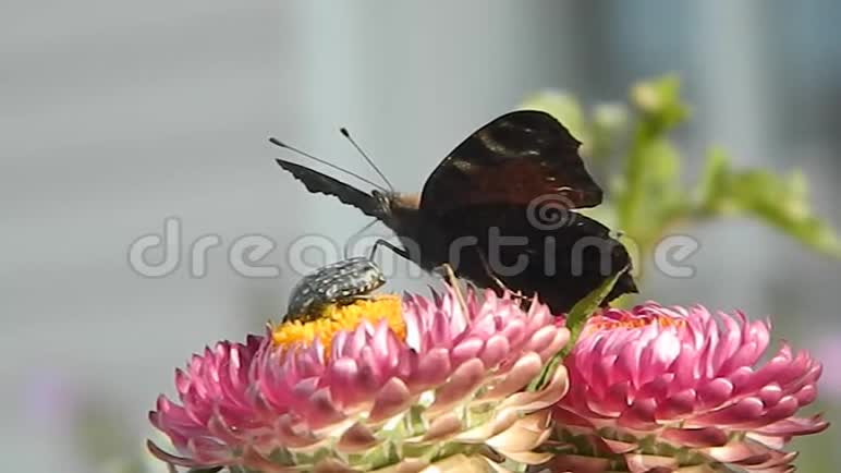一朵花上的视频蝴蝶视频的预览图