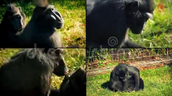 猴子在预备蒙太奇视频的预览图