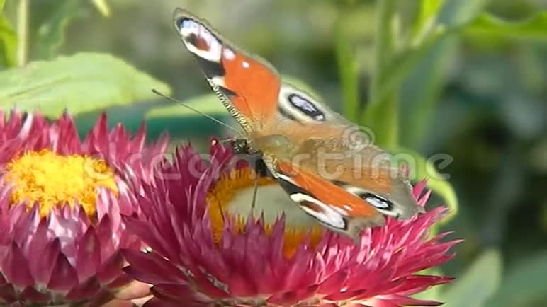 一朵花上的视频蝴蝶视频的预览图