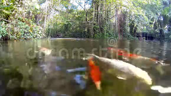 花鲤鱼在游泳视频的预览图