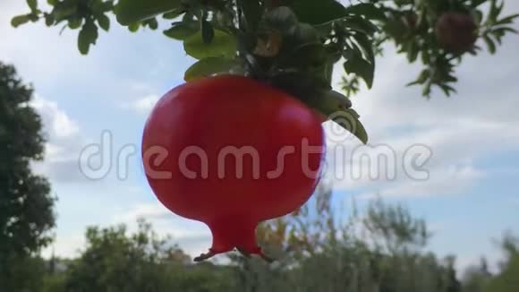 寂寞成熟的红石榴在花园的树枝上摇曳视频的预览图