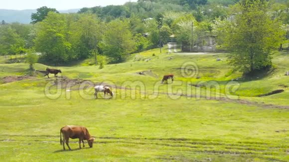 家养牲畜奶牛在阳光下放牧一群牛用三叶草在绿色的田野上放牧视频的预览图
